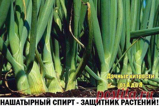 Заметили, что у лука побледнели и приобрели желтоватый оттенок перышки? Это он сигналит вам, что голодает из-за нехватки азота. Помогите ему, подкормив раствором нашатырного спирта.

Разбавьте в 10-литровом ведре воды 3 ст. ложки нашатыря и вечером пролейте грядки с лучком (под корешок). Такой ядреный раствор не только подкормит, но и отпугнет луковую муху.