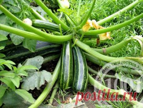 Заготовка кабачков с рисом на зиму - Кабачки на зиму . 1001 ЕДА вкусные рецепты с фото!