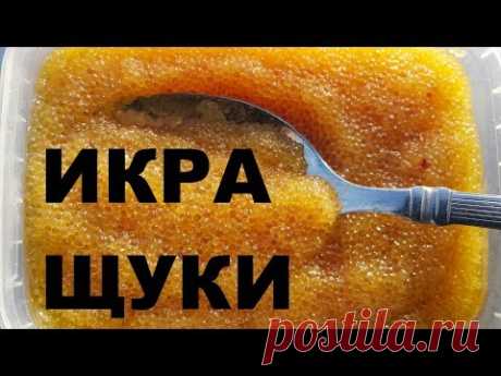 ИКРА ЩУКИ РЕЦЕПТ ПРИГОТОВЛЕНИЯ РАЗДЕЛКА РЫБЫ РЫБАЛКА НА КУБАНИ СЮФ