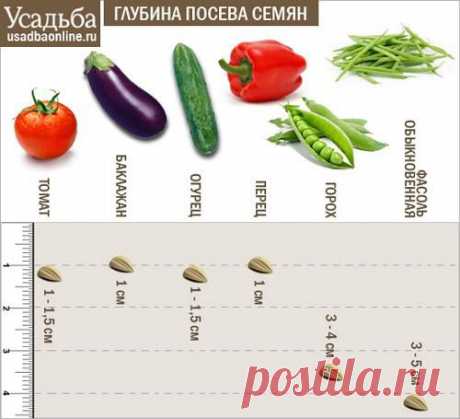 Усадьба | Огородник : Секреты успешного выращивания рассады овощей