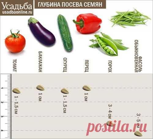 Усадьба | Огородник : Секреты успешного выращивания рассады овощей
