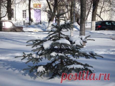 В лесу родилась ёлочка....