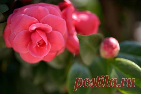 Камелия