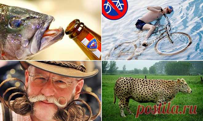Самые интересные и смешные факты + Видео | LivePosts — последние новости, полезные статьи, обзоры