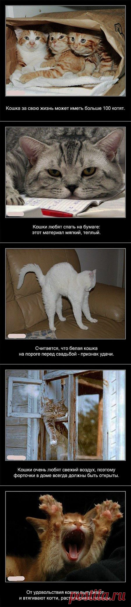 (+1) тема - Некоторые факты о кошках | Четвероногий юмор
