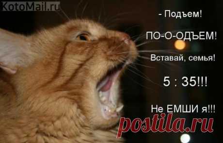 Вставай, семья!