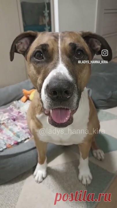 Маракуйя) #говорящаясобака #ханна #реакция #вшоке #собаки