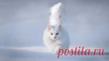 СКОЛЬКО ЖИВУТ КОТЫ И КАК РАССЧИТАТЬ КОШАЧИЙ ВОЗРАСТ