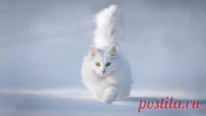 СКОЛЬКО ЖИВУТ КОТЫ И КАК РАССЧИТАТЬ КОШАЧИЙ ВОЗРАСТ