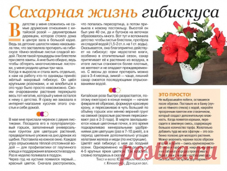 Сахарная жизнь гибискуса