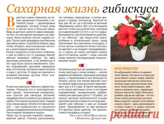 Сахарная жизнь гибискуса