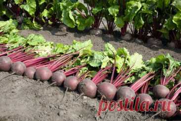 1. Свекла любит полив методом дождевания и частые, но осторожные рыхления.  2. После второго прореживания свеклу подкармливают минеральными удобрениями. 3. Лучше всего свекла растет на нешироких грядках, шириной в 3 ряда максимум с расстояниями между растений от 15-17 см. 4. Пока у моркови не появились всходы, ее поливают регулярно. Когда появятся всходы, их...