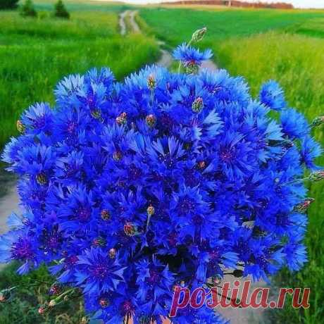 Для тех, кто любит полевые цветы!