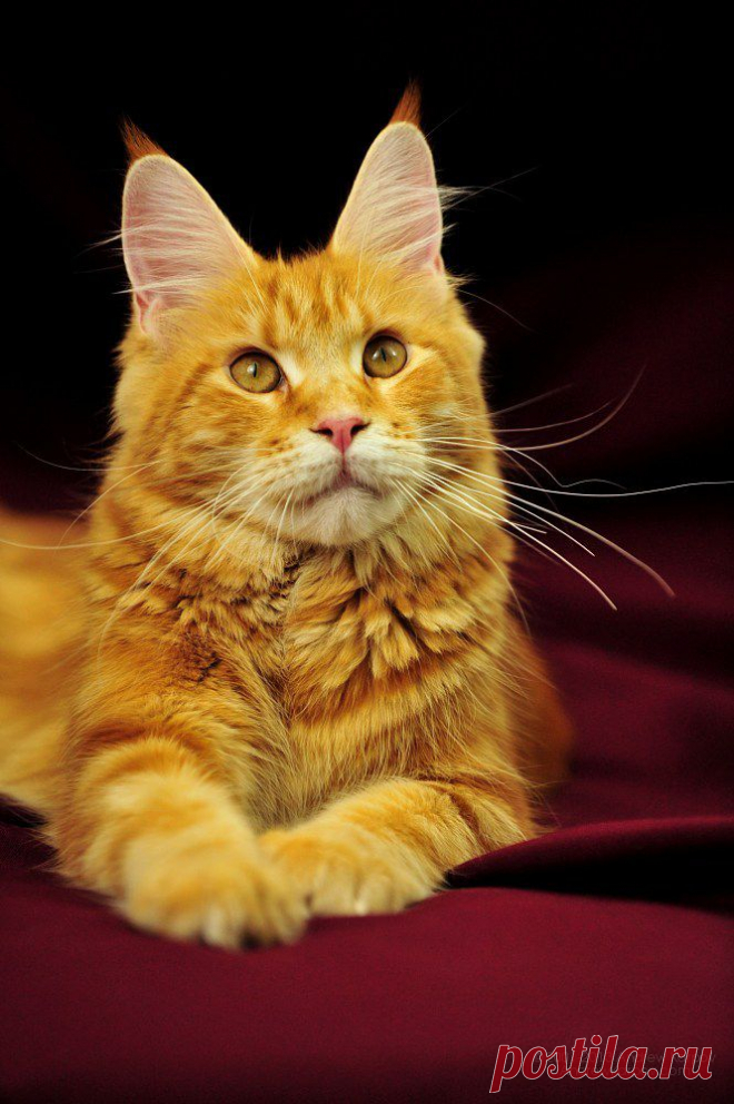 Perfect Cat*UA Orinoco, MCO d2209 7160721