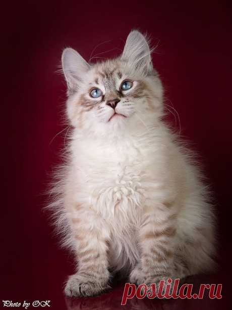 Кошки/Cats