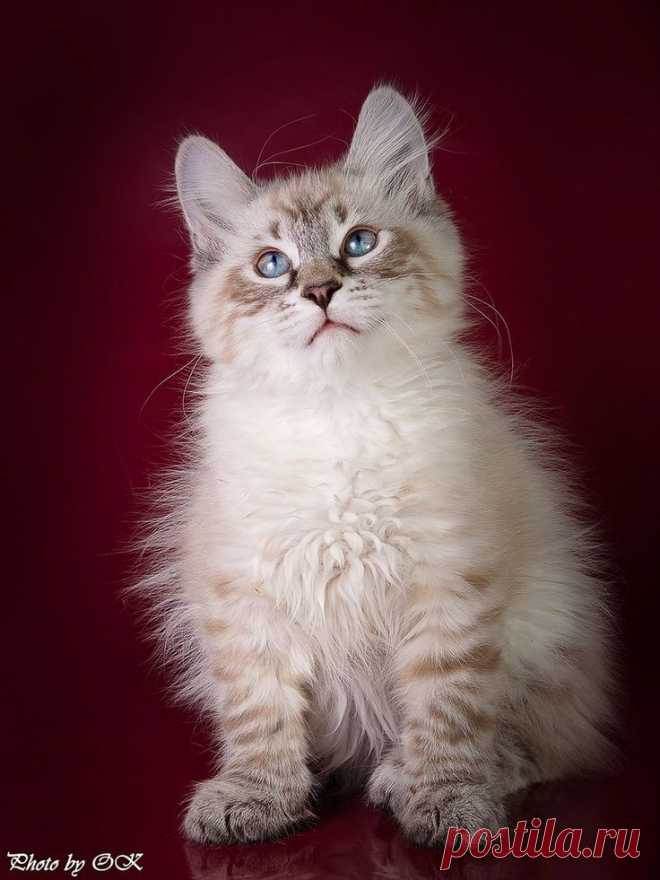 Кошки/Cats