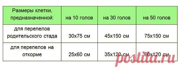 Изготовление клеток для перепелов своими руками: чертежи, пошаговая инструкция