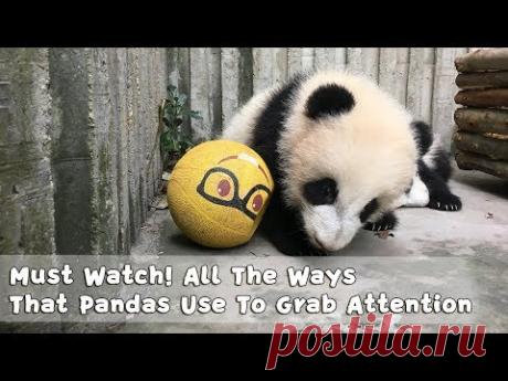 Must Watch 2 ! All The Ways That Pandas Use To Grab Attention | iPanda