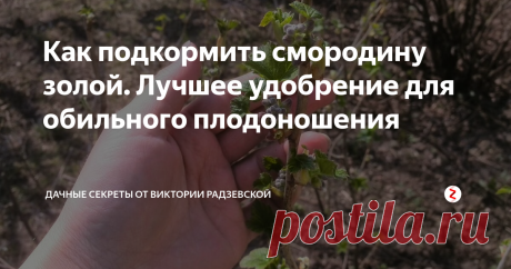 Как подкормить смородину золой. Лучшее удобрение для обильного плодоношения Смородина очень вкусная и полезная ягода. У меня на участке растет очень много разных сортов красной и черной смородины. Чтобы получить обильное цветение и плодоношение я подкармливаю кустарники в апреле древесной золой.