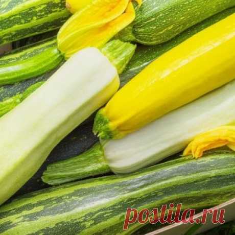 Кабачки на зиму: способы хранения и рецепты заготовок