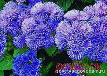 Агератум-выращивание, размножение и уход | Советы садоводам
