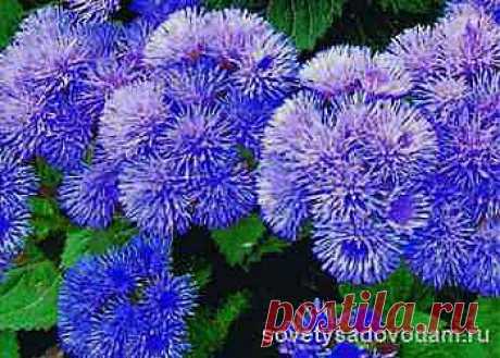 Агератум-выращивание, размножение и уход | Советы садоводам