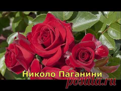 Розы флорибунда Сербия КАТАЛОГ 2020
