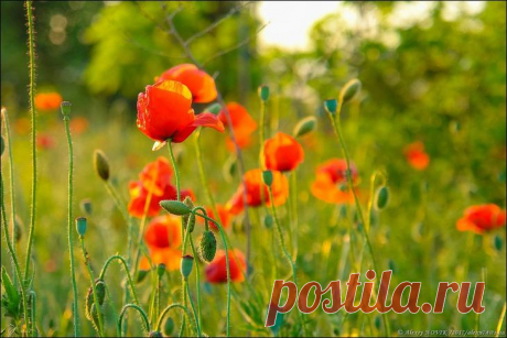Фотопрогулки. Закатные маки
