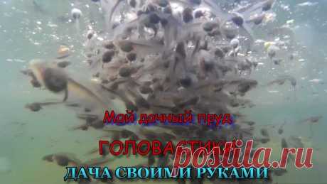 Мой дачный пруд. Головастики. Пруд на участке - прекрасное украшение и место отдыха. Головастики неплохие уборщики. Можно быть уверенным в том, что в пруду, в котором обитает несколько со...