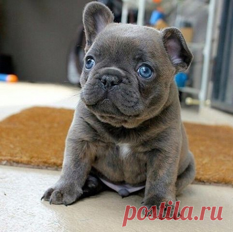 Убойный юмор! - Группы Мой Мир