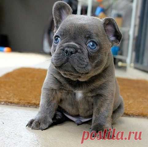 Убойный юмор! - Группы Мой Мир