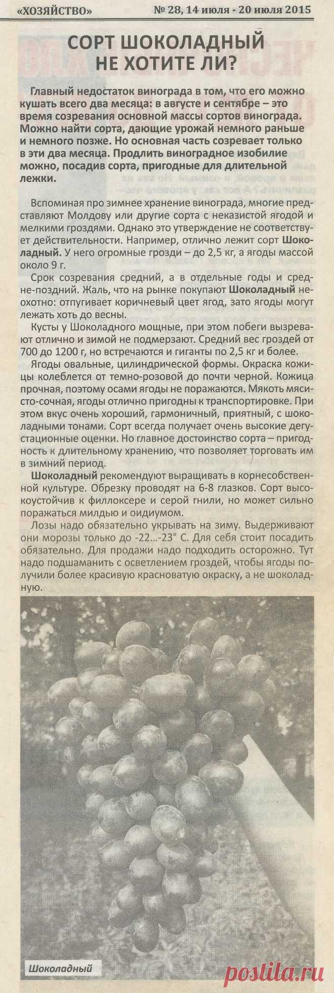 Сорт винограда "Шоколадный"