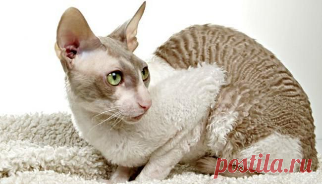 Корниш Рекс