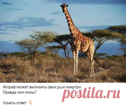 Жираф может вылизать свои уши изнутри.
Правда или ложь?

Узнать ответ 👇🏻 

Ответ в телеграм канале "Интересные Викторины с ответами"
Каждый день новые  Викторины
ссылка в описании