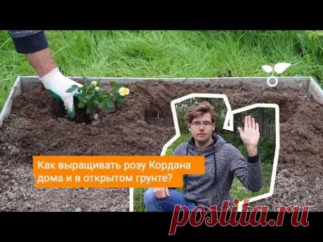 Как выращивать розу Кордана дома и в открытом грунте?