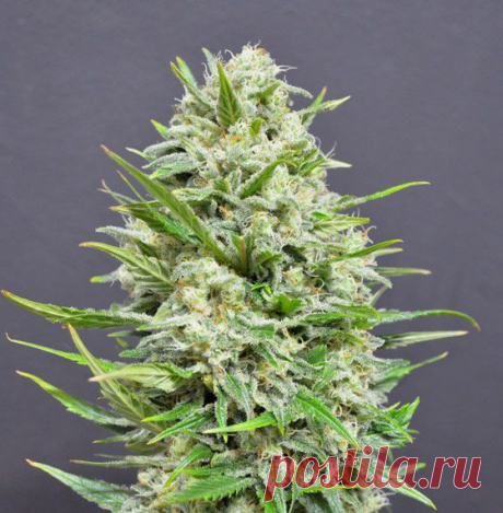 Amsterdam Herer Auto
Genetics: Jack Herer x Haze x Ruderalis
Phenotype: Ruderalis 10 %, Sativa 50 %, Indica 40%     
It is a noble high plant with small elegant leaves - narrow at the base, expanding the drop to the end , almost nothing to do with the Indica &quot;mugs&quot; - and a thin winding stem is ideal for indoor growing , especially by «Sea of Green» (« sea of green &quot;). 
#Amsterdam_Seeds