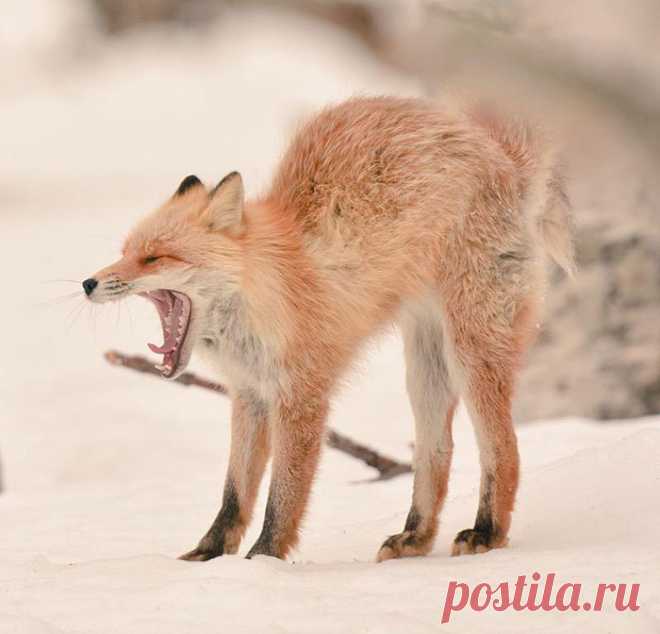 7 самых милых животных с острова Хоккайдо
