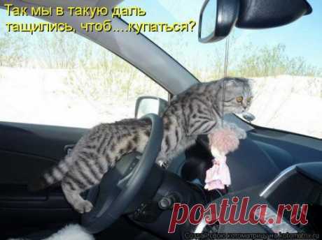 (+1) тема - Новая котоматрица | Четвероногий юмор