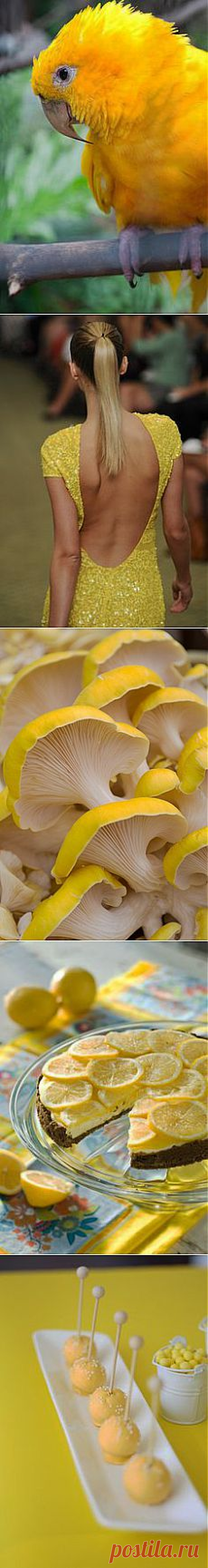 ~YELLOW~ в Pinterest | Пинов: 599