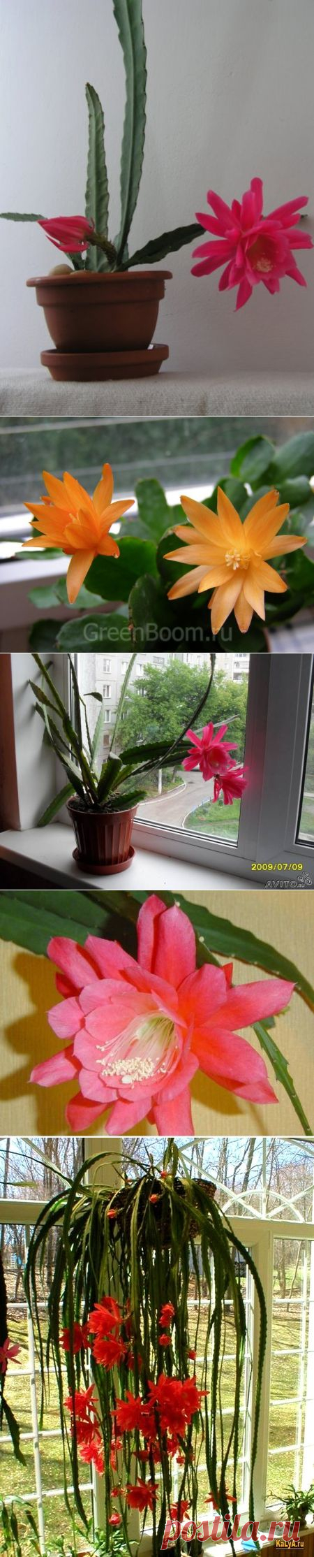 ЭПИФИЛЛУМЫ-ЛЕСНЫЕ КАКТУСЫ,СТАПЕЛИИ,ДЕКАБРИСТЫ фото