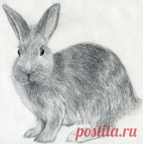 40 красивых и реалистичных эскизов животных для вашего вдохновения