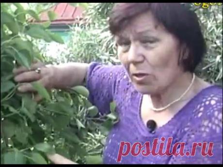 Формировка груши скручиванием