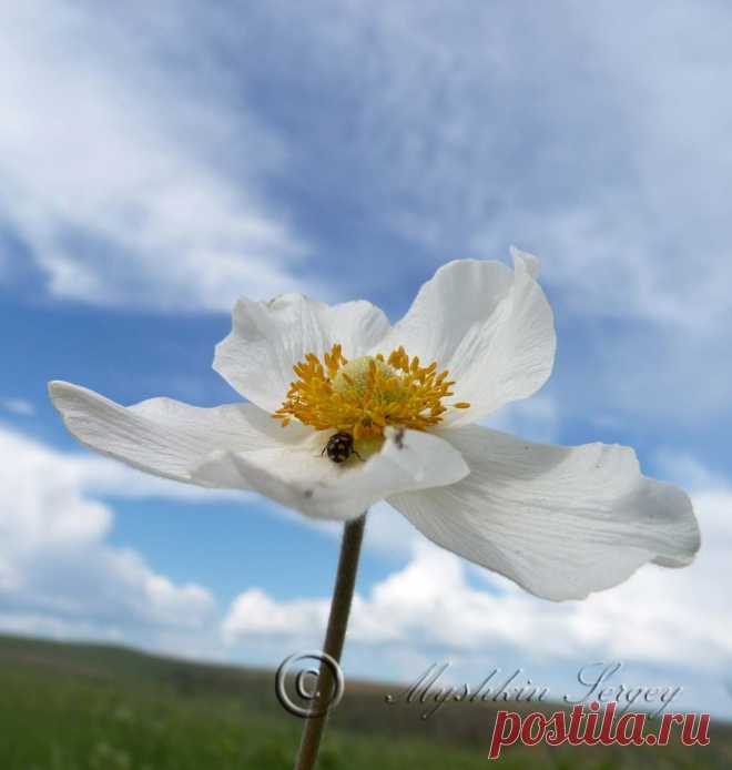 полевые цветы забайкалья 2013г.