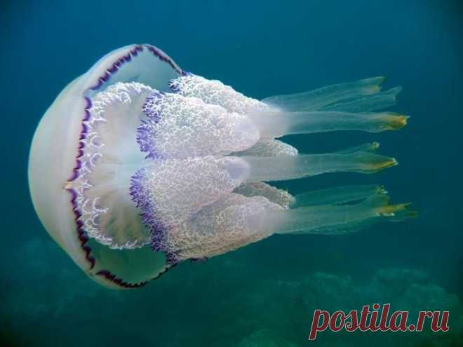 Они живут в Черном море и опасны для человека / Научный хит