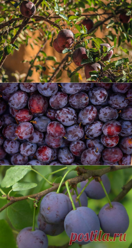 Обрезка сливы осенью: способ ухода за плодовыми деревьями