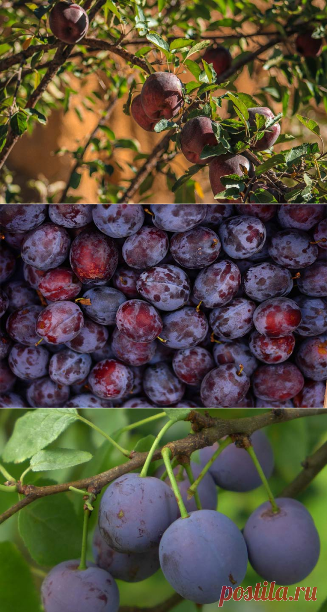 Обрезка сливы осенью: способ ухода за плодовыми деревьями