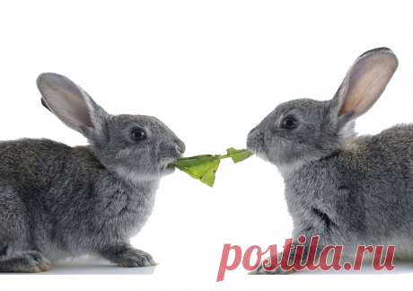 * Животные | Записи в рубрике * Животные | Вдохновение