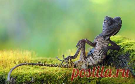 Эти смешные и забавные животные сделают ваш день немного позитивнее!