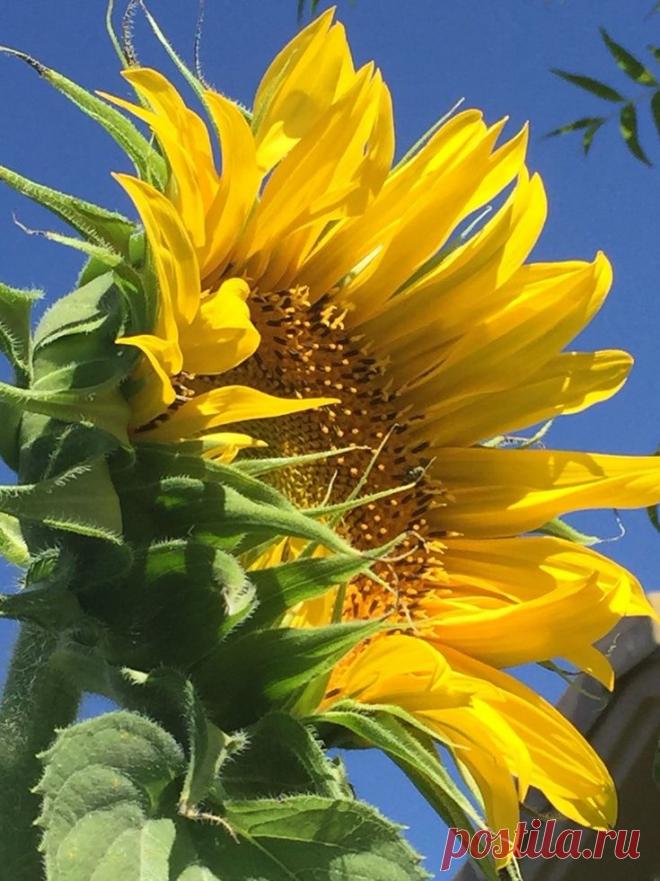 Пин на доске яПОДСОЛНУХ