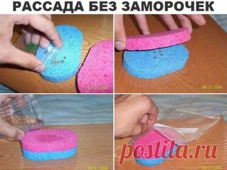 рассада без заморочки